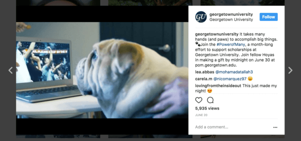 Georgetown University's Jack the Bulldog.